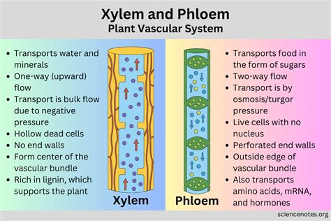 xylem system review